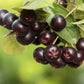 Black Chokeberry Seeds (Aronia melanocarpa) - 50+ Seeds
