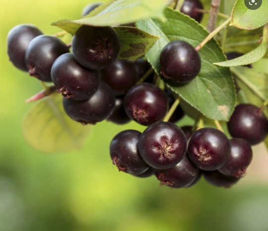 Semillas de Chokeberry Negra (Aronia melanocarpa) - Más de 50 semillas
