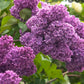 Semillas de lila morada (Syringa vulgaris): más de 50 semillas