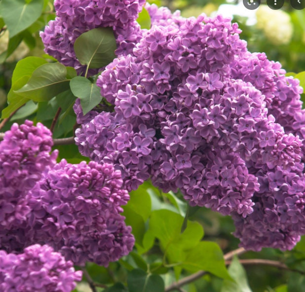 Semillas de lila morada (Syringa vulgaris) - Más de 75 semillas