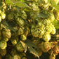 Semillas de lúpulo - Fuggle - Zona 3 - (Humulus lupulus) - 50+ semillas