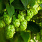 Semillas de lúpulo - Fuggle - Zona 3 - (Humulus lupulus) - 50+ semillas