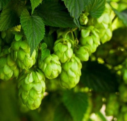 Graines de houblon - Fuggle - Zone 3 - (Humulus lupulus) - 100+ graines