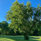 Boîte de graines de sureau (Acer negundo) - 100+ graines