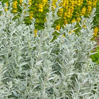 Semillas de Salvia de la Pradera (Artemisia ludoviciana) - Más de 200 semillas
