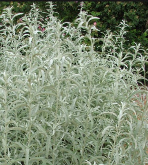 Semillas de Salvia de la Pradera (Artemisia ludoviciana) - Más de 200 semillas