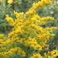 Graines de verge d'or (Solidago sp.) - 200+ graines