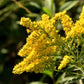 Graines de verge d'or (Solidago sp.) - 200+ graines