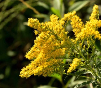 Semillas de vara de oro (Solidago sp.) - Más de 200 semillas