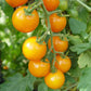 Sun Sugar Tomato Seeds - Cherry Tomato - Open Pollinated - 25+ Seeds