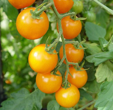 Sun Sugar Tomato Seeds - Cherry Tomato - Open Pollinated - 25+ Seeds
