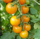 
Sun Sugar