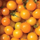 Sun Sugar Tomato Seeds - Cherry Tomato - Open Pollinated - 25+ Seeds