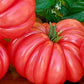 Pink Accordion Tomato Seeds - Heirloom Tomato - Indeterminate - 25+ Seeds