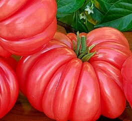 Graines de tomates accordéon roses - Tomates anciennes - Indéterminées - 25+ graines
