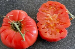 Semillas de Tomate Acordeón Rosa - Tomate Heirloom - Indeterminado - Más de 25 Semillas