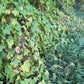 Graines de concombre sauvage - (Echinocystis lobata) - Annuelle - Ornementale - 10+ graines