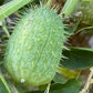 Graines de concombre sauvage - (Echinocystis lobata) - Annuelle - Ornementale - 10+ graines