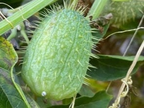 Wild Cucumber Seeds - (Echinocystis lobata) - Annual - Ornamental - 15+ Seeds