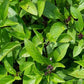 Thai Basil Seeds - Culinary Herb Seeds - Aromatic - Annual - 100+ Seeds