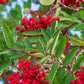 American Mountain Ash (Sorbus americana)