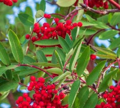 Semillas de Fresno de Montaña Americano (Sorbus americana) - Más de 50 semillas