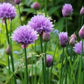 Cebollino Silvestre (Allium schoenoprasum) - Más de 100 semillas