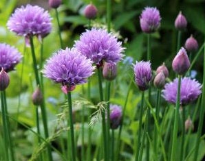 Cebollino Silvestre (Allium schoenoprasum) - Más de 100 semillas