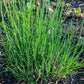 Cebollino Silvestre (Allium schoenoprasum) - Más de 100 semillas