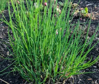 Cebollino Silvestre (Allium schoenoprasum) - Más de 100 semillas