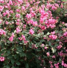 Graines de cassis indien (Symphoricarpos orbiculatus, Coralberry, Waxberry) - 100+ graines