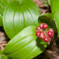 Canada Mayflower,  Wild Lily of the Valley (Maianthemum canadense) - 15+ Seeds