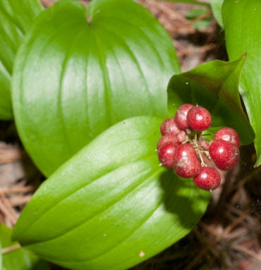 Canada Mayflower,  Wild Lily of the Valley (Maianthemum canadense) - 30+ Seeds