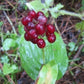 Canada Mayflower,  Wild Lily of the Valley (Maianthemum canadense) - 15+ Seeds