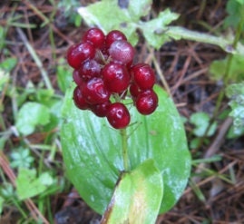 Canada Mayflower, Lirio Silvestre del Valle (Maianthemum canadense) - 15+ Semillas