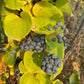 Greenbrier / Carrion Flower Seeds (Smilax sp.) - 40+ Seeds