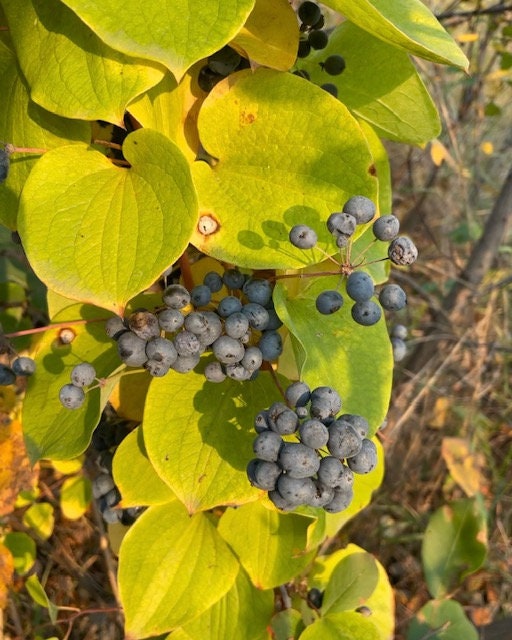 Semillas de flor de Greenbrier/Carrion (Smilax sp.) - Más de 40 semillas