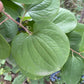 Greenbrier / Carrion Flower Seeds (Smilax sp.) - 40+ Seeds