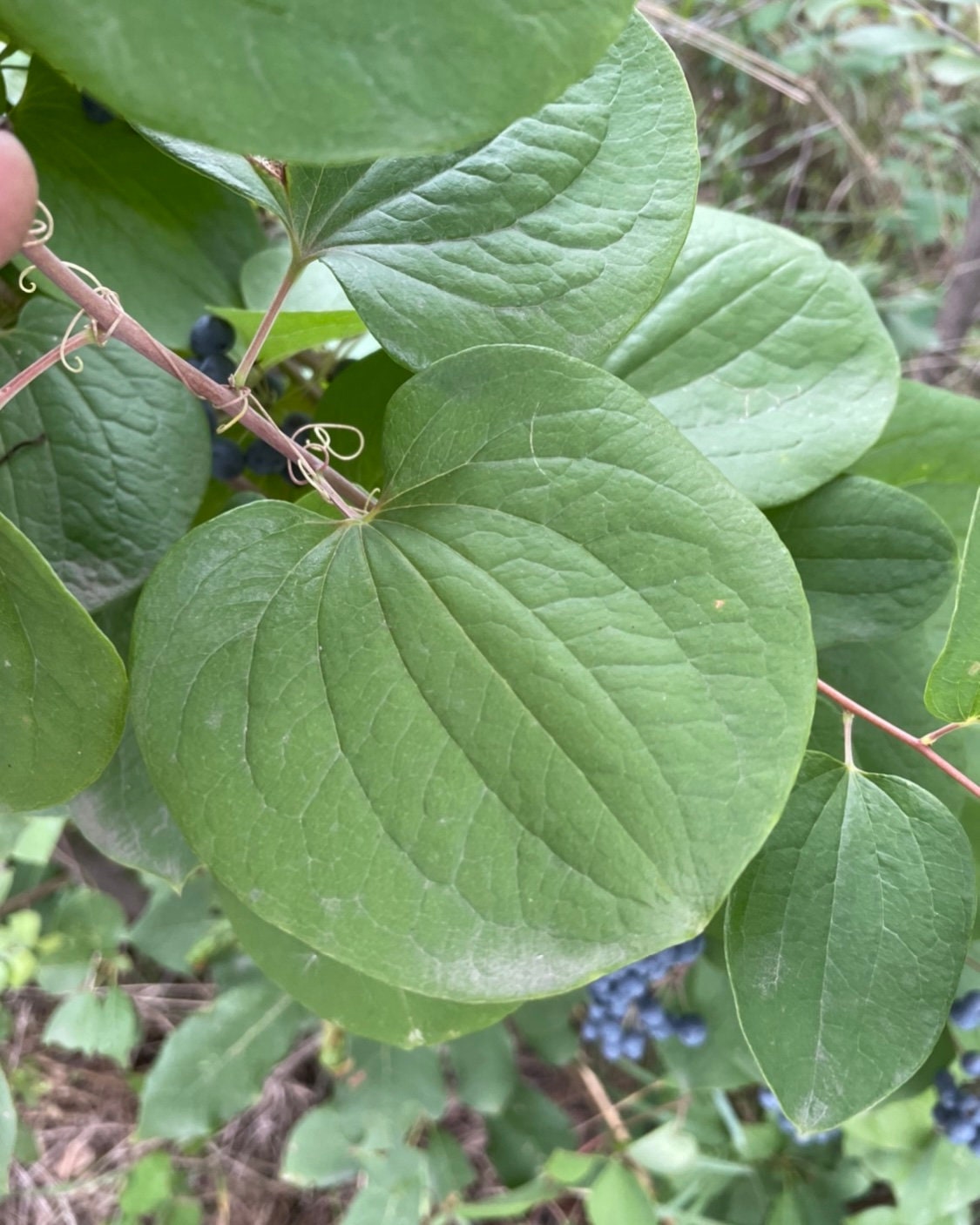 Greenbrier / Graines de fleurs de charogne (Smilax sp.) - 40+ graines