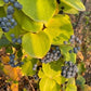 Greenbrier / Carrion Flower Seeds (Smilax sp.) - 40+ Seeds