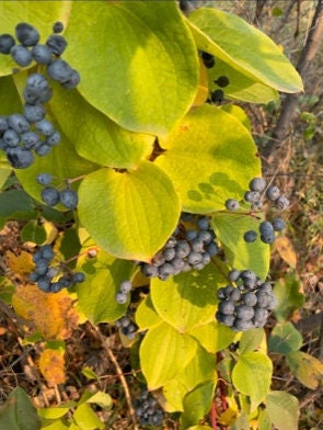 Semillas de flor de Greenbrier/Carrion (Smilax sp.) - Más de 40 semillas