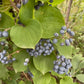 Greenbrier / Carrion Flower Seeds (Smilax sp.) - 40+ Seeds