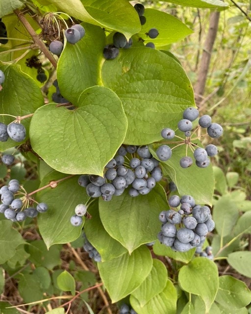 Greenbrier / Graines de fleurs de charogne (Smilax sp.) - 40+ graines