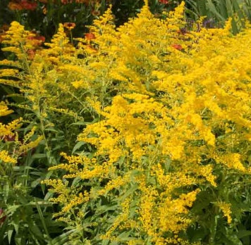 Semillas de vara de oro (Solidago sp.) - Más de 200 semillas