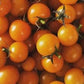 Sun Sugar Tomato Seeds - Cherry Tomato - Open Pollinated - 25+ Seeds