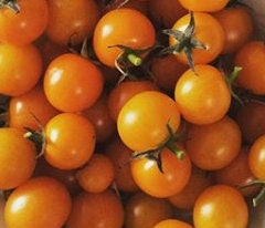 Graines de tomates Sun Sugar - Tomates cerises - Pollinisation ouverte - 25+ graines