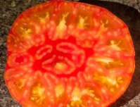 Hazel Mae Tomato Seeds - Heirloom Tomato - Indeterminate - 25+ Seeds