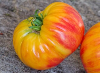 Hazel Mae Tomato Seeds - Heirloom Tomato - Indeterminate - 25+ Seeds