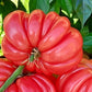 Pink Accordion Tomato Seeds - Heirloom Tomato - Indeterminate - 25+ Seeds