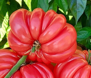 Semillas de Tomate Acordeón Rosa - Tomate Heirloom - Indeterminado - Más de 25 Semillas